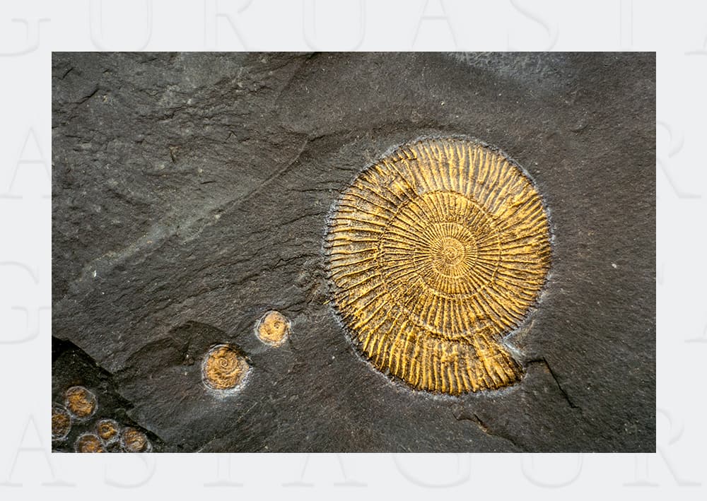 Science And Natural History